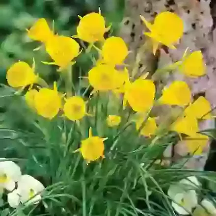 Golden Bells
